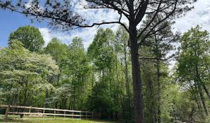 Crosscut Tree Services