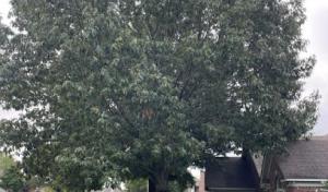 Jonesboro Tree Service