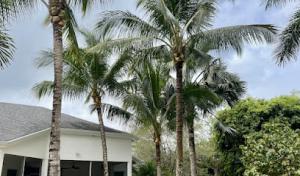 Picture Perfect Tree Services