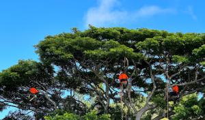 Kokua Tree Care