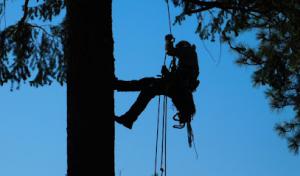 Trees For Life Montana