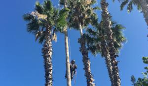 Professional Tree Care Landscaping & Construction