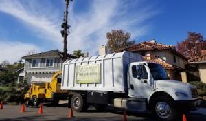 Rainforest Tree Service