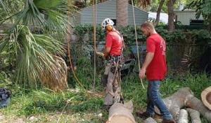 Timberwolf tree care