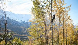 Boreal Tree Care