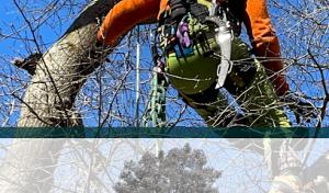 Coastland Tree Works