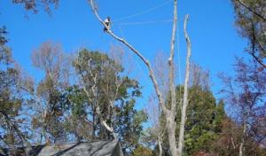 Affordable Tree Removals