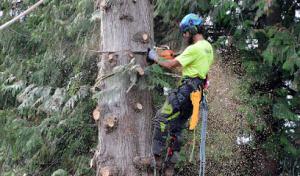 Bruinsma Tree Service