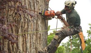 Arbor Plus – Tree Service in Salt Lake City