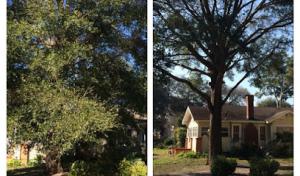 Karney Tree Service
