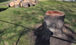 PRUNE tree care experts