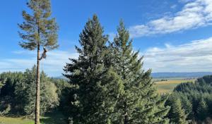 Associated Arborists