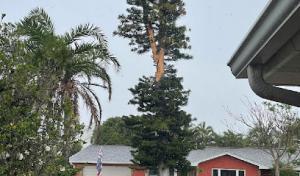 EAST COAST TREE PROFESSIONALS- ISA Certified Arborist - Tree Service Melbourne FL, Palm Bay FL, Merritt Island FL