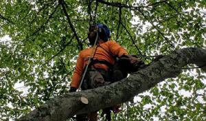 Notch Your Average Tree