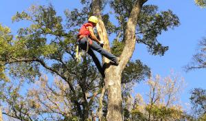 Palacios Tree Services