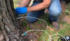 Sugar Land Arborist & Tree Service