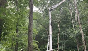 Greenway Tree & Lawn Care