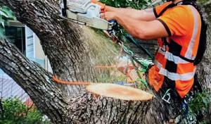 Des Moines Tree Service