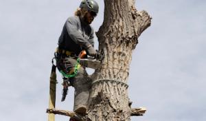 Complete Tree Service