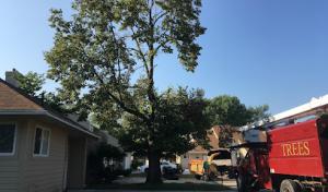 Ken's Tree Service or Kens Tree Care