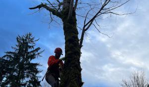Baxter's Tree Service