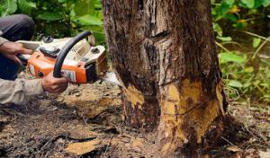 Mr D's Tree & Landscaping Service