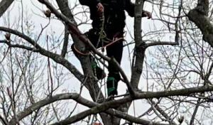 Cardoza Tree Experts