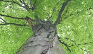 Creamer's Tree Service