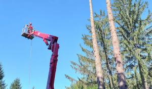 Northern Oak Tree Service