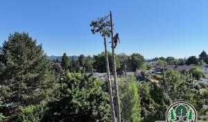 NW Premier Tree Services