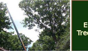 Rockaway NJ Tree Service