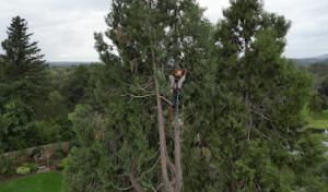 A-1 Tree Service & Stump Removal