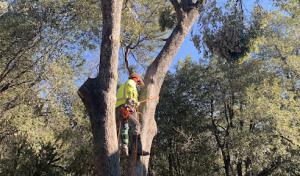Northcali Landscaping & Tree Services