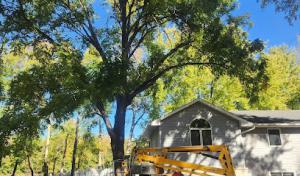 H & S Tree Service