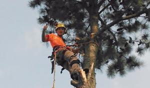 Adam's Tree Care