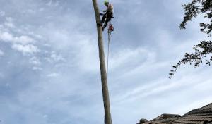 Tree Pros & Landscaping