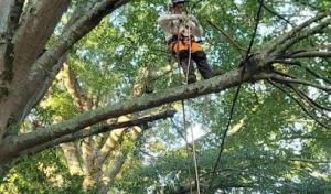 A&M Tree Service ISA Certified Arborist Insured Seneca
