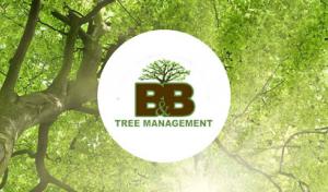 B&B Tree Management