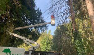 Luisiana Tree Services