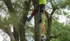 Bodey Family Tree Service