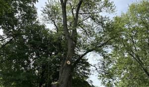 Salmon's Tree Service