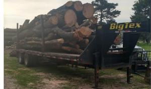 Robert's Tree Service