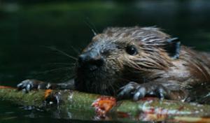 Duran's Tree Service