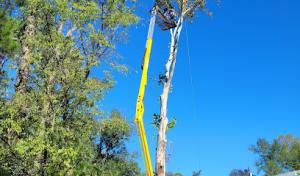 Wilkerson's Tree Service