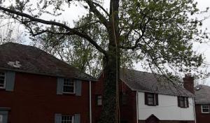 True Blue Tree Service