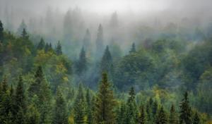 Humble Tree Professionals