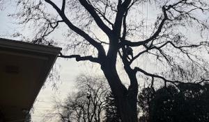 Third Coast Tree Service