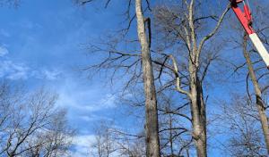 Hagan & Sons Tree Service