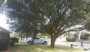 Brian's Tree Services