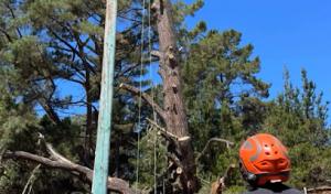 Estrada Tree Service